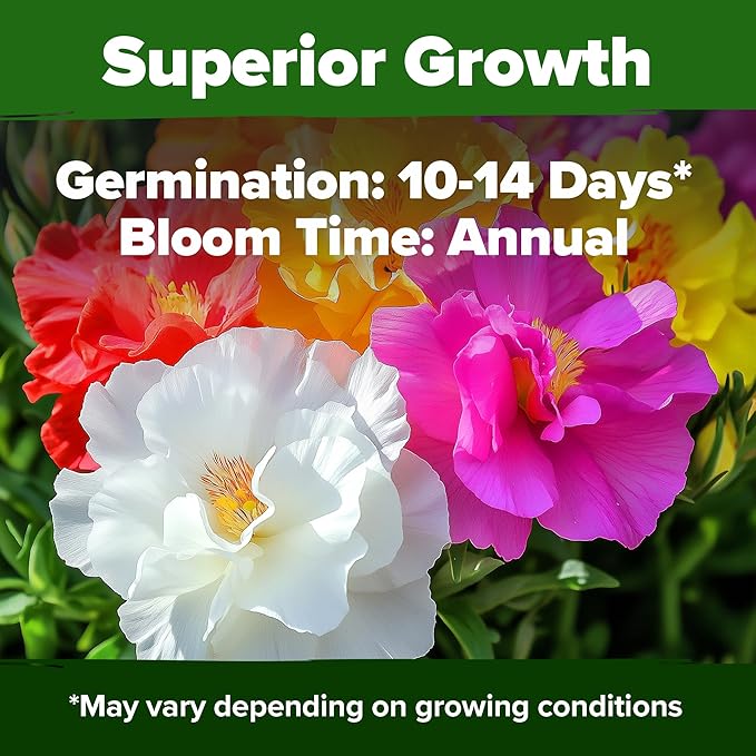 HOME GROWN 23,500+ Moss Rose Seeds (Bulk Pack) Annual Flower for Ground Cover - Heirloom Non GMO Portulaca Seeds for Planting Outdoors - Great for Low-Maintenance Gardens (Portulaca grandiflora)