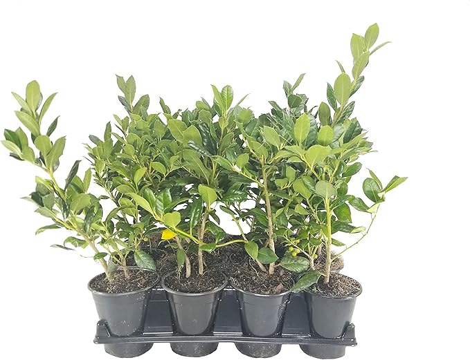 Ilex Nellie R. Stevens Holly - 3 Live Quart Size Trees - Evergreen Privacy Shrub - Red Berries