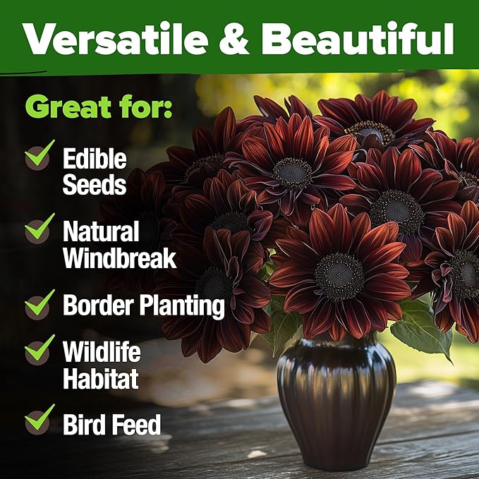 HOME GROWN Chocolate Cherry Sunflower Seeds – 75 Heirloom Seeds for Planting Burgundy Sunflowers – Tall Flower for Garden, Pollinators, Butterflies (Helianthus annuus)