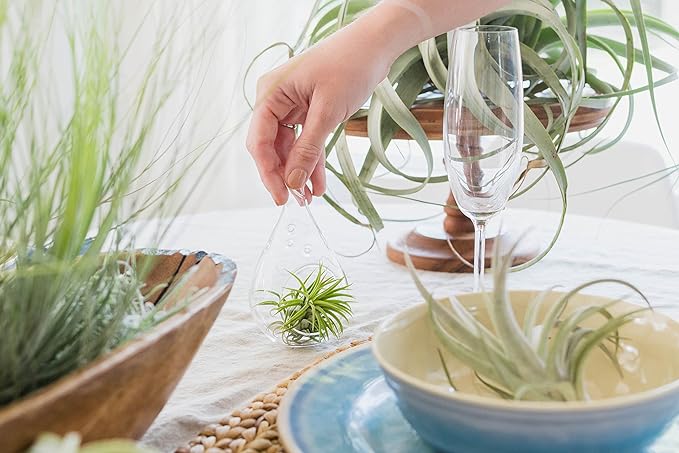 3 PCs Small Tectorum Ecuador Air Plant - Live Tillandsia Succulent House Plants - Available in Wholesale and Bulk - Home and Garden Decor - Easy Care Indoor/Outdoor Air Plant