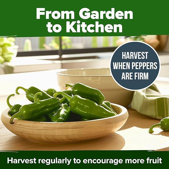 HOME GROWN Jalapeno Pepper Seeds – 129 Heirloom Seeds (Capsicum annuum) – High Germination, Easy to Grow, Early Harvest Hot Peppers