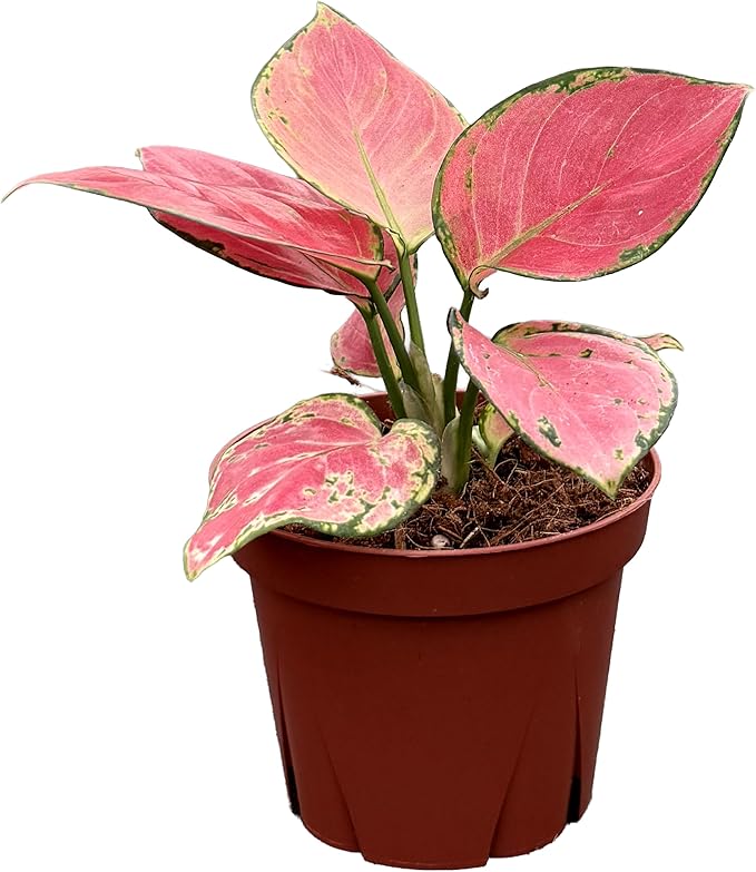 CoollectivePlants Aglaonema Geely Red – Aglaonema Live Plant in 4” Growers Pot - Chinese Evergreen Plant Live, Deep Red Variegated Leaves Live Indoor Plant, Easy Low Light Houseplant