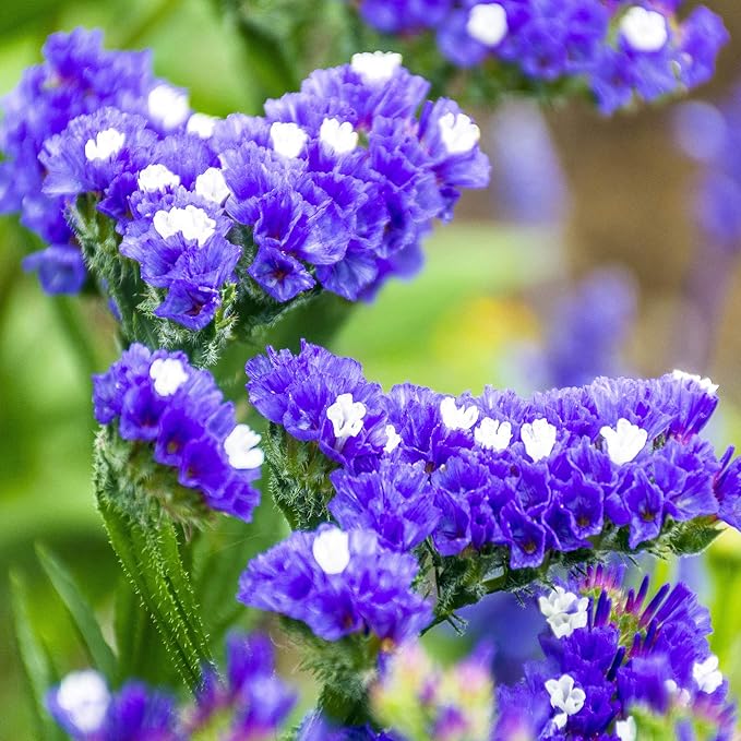 Outsidepride Blue Statice Flower Seeds - 2000 Pcs Annual Easy to Grow Drought Tolerant Flower Seeds for Floral Arrangements, Borders, & Pollinator Garden