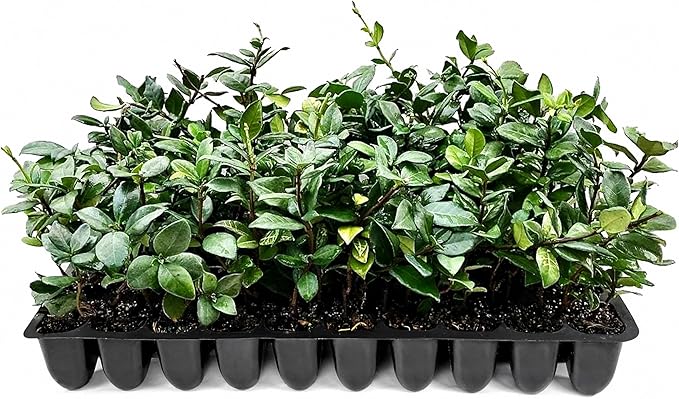 Star Jasmine | 10 Live Plants | Trachelospermum Jasminoides | Fragrant Blooming Evergreen Vine, Low Maintenance, Climbing, White Flowers, Attracts Pollinators, Drought Tolerant
