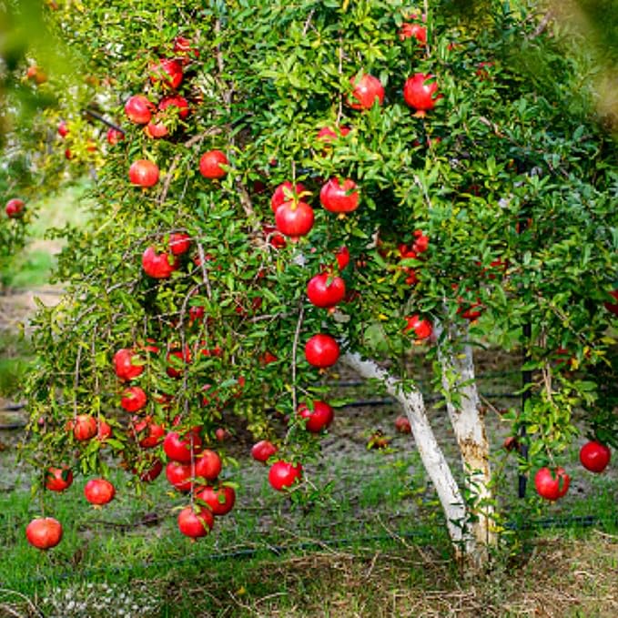 Live Pomegranate 'Wonderful' Plants (Punica Granatum 'Wonderful') - Fruit-Bearing, Drought-Tolerant, Easy to Grow (2 stevia Cups)