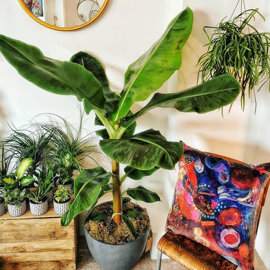 Dwarf Cavendish Banana Tree Live Plant, Cold Hardy Banana Plant Live, Tropical Banana Fruit Seedling, Well Rooted 4-8 Inch Tall