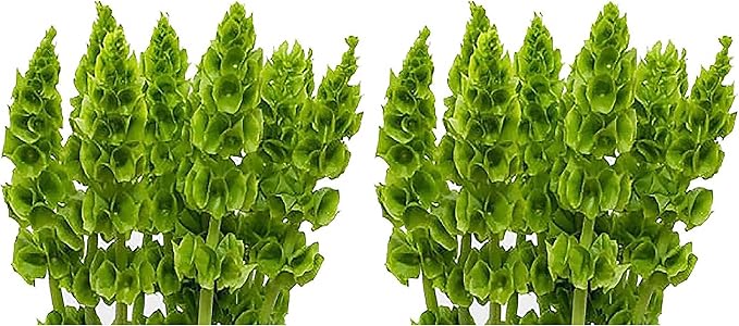 Bells of Ireland Seeds - Great Addition to Flower Borders - Approximately 150 Seeds (Pack of 2)