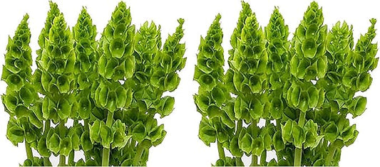 Bells of Ireland Seeds - Great Addition to Flower Borders - Approximately 150 Seeds (Pack of 2)
