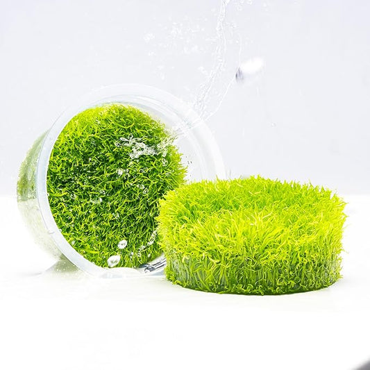 SubstrateSource Live Plant - Utricularia Graminifolia Tissue Culture Aquatic Live Aquarium Plant Grass Carpet for Aquascape - 100% Snail Free in Vitro Cup (Utricularia Graminifolia)