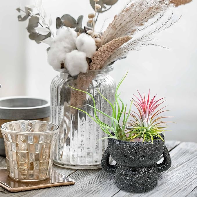 Air Plant Holders Unique, Lava Rock Air Plant Pot, Classy Black Plant Stand Container for Air Plants, Small Rock Pot (Black)