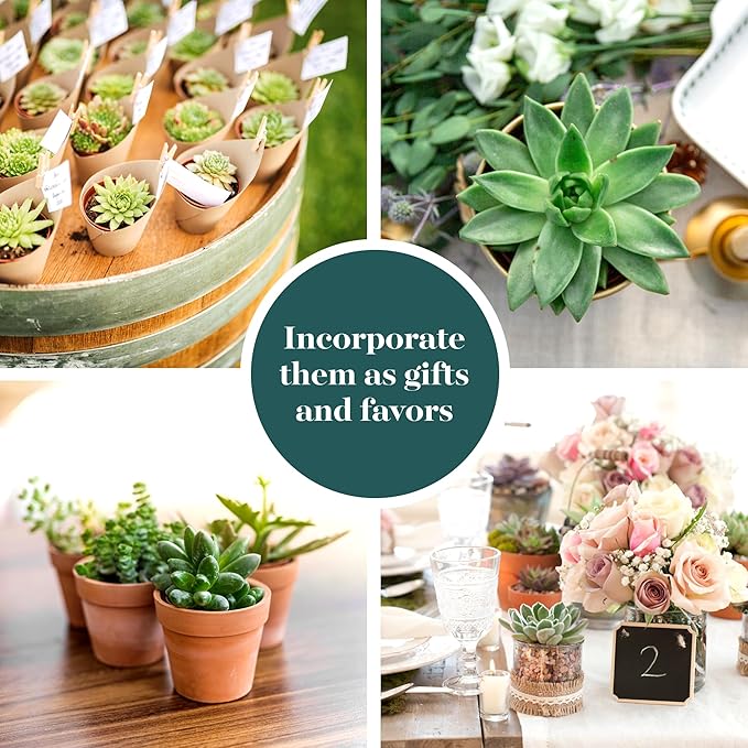 Shop Succulents | Verde Collection | Assortment of Hand Selected, Fully Rooted Live Indoor Green Succulent Plants, 40-Pack