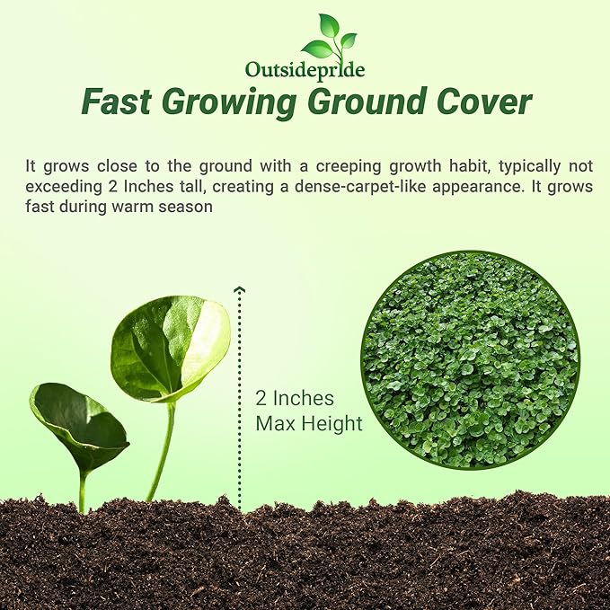 Outsidepride Perennial Dichondra Repens Seeds - 1 lb Dense Green, Low-Maintenance Ground Cover Seeds for Planting, Ideal Lawn Alternative in Sun or Shady Areas & Erosion Control in USDA Zones 8-11