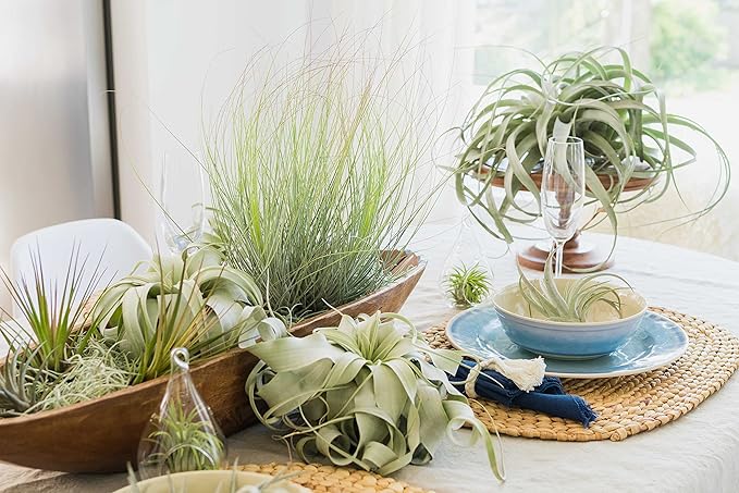Air Plant Shop 5 Pack Tillandsia Curly Slim (T. Intermedia x T. Streptophylla) Air Plant - Succulents - Live Tillandsia - Easy Care Indoor and Outdoor House Plants