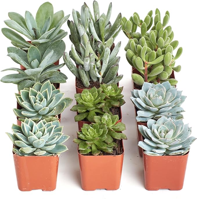 Shop Succulents Blue & Green Succulent Plant Pack Collection - Live Mini Succulent Plants, Low Maintenance, Mixture of Textures - Wedding and Party Favors, Gift & Garden, Pack of 12