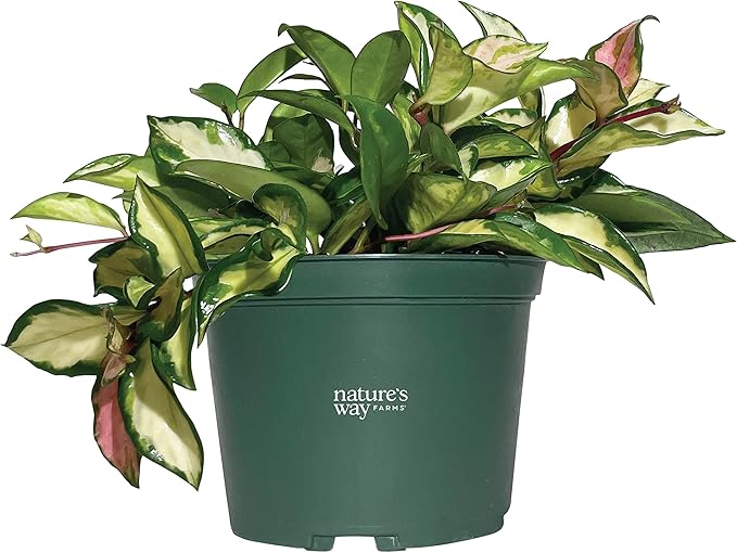 Nature’s Way Farms Hoya Carnosa Variegated Live Plant (7-11In. Tall) in Grower Pot