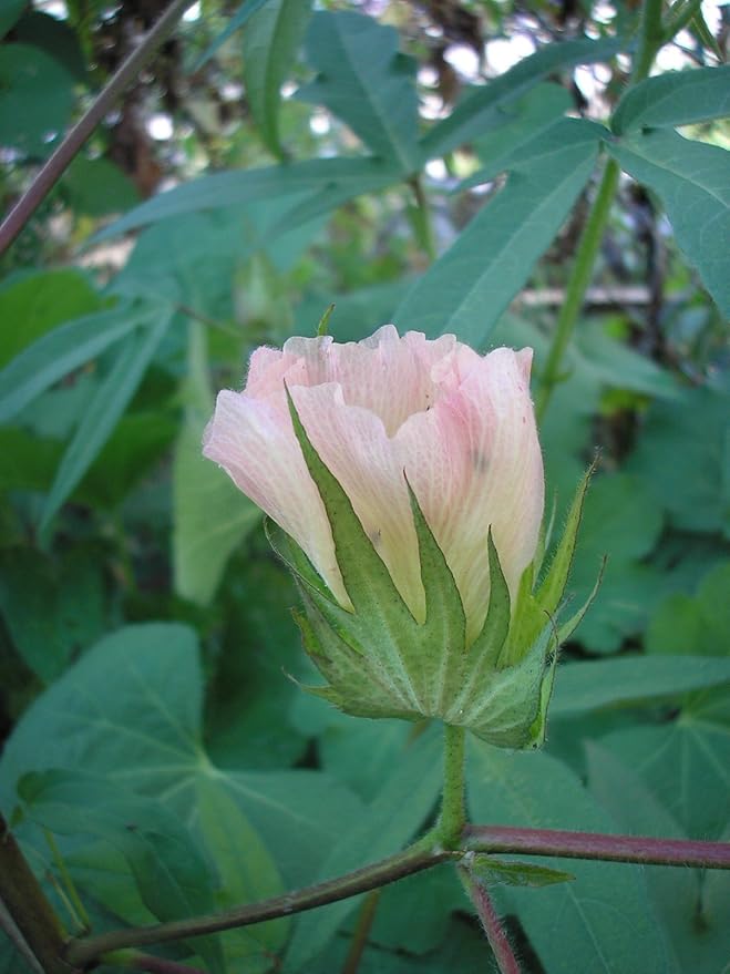 Cotton Seed Pure White, 1 Pound Over 3500 Seeds