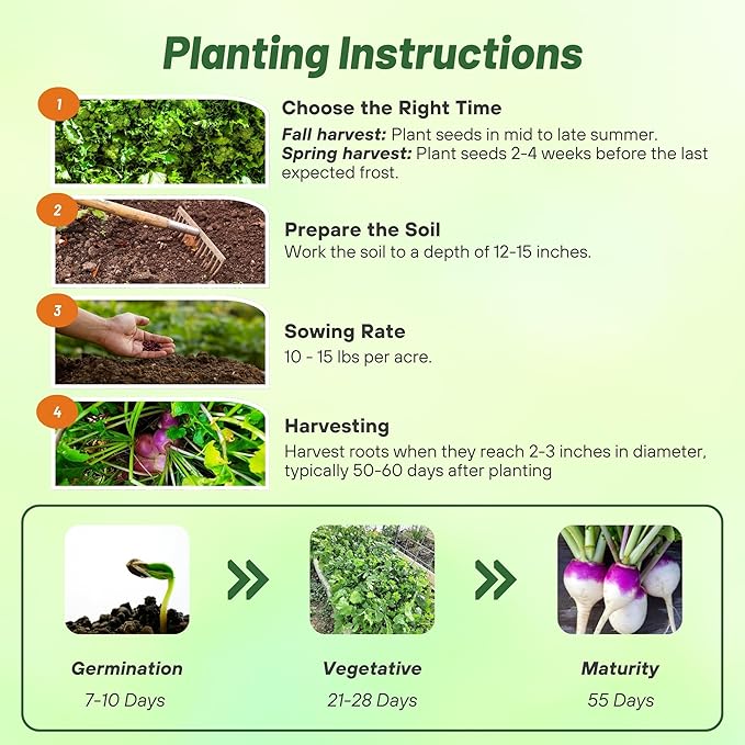 Outsidepride Purple Top Turnip Seeds -1 Lb High-Yield, High Protein Turnip Seed, Ideal Cover Crop, for Forage, Grazing Livestock, High Energy Deer Food Plot & Soil Improvement