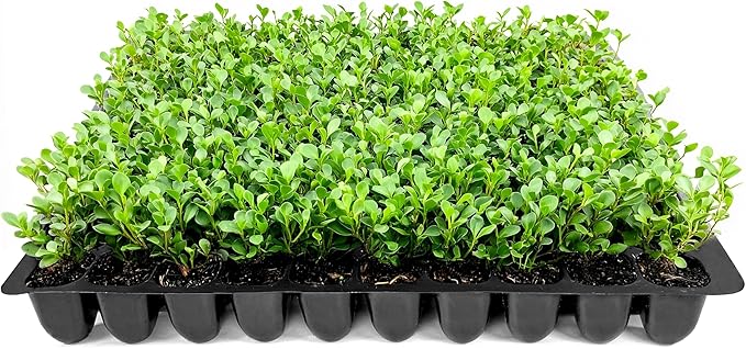 Wintergreen Boxwood | 3 Live Plants | Buxus Microphylla | Evergreen Shrub, Dense Foliage, Formal Garden, Low Maintenance, Privacy Hedge, Year-Round Interest, Landscaping Shrub