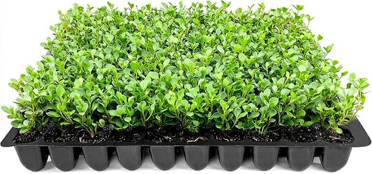 Wintergreen Boxwood | 20 Live Plants | Buxus Microphylla | Evergreen Shrub, Dense Foliage, Formal Garden, Low Maintenance, Privacy Hedge, Year-Round Interest, Landscaping Shrub