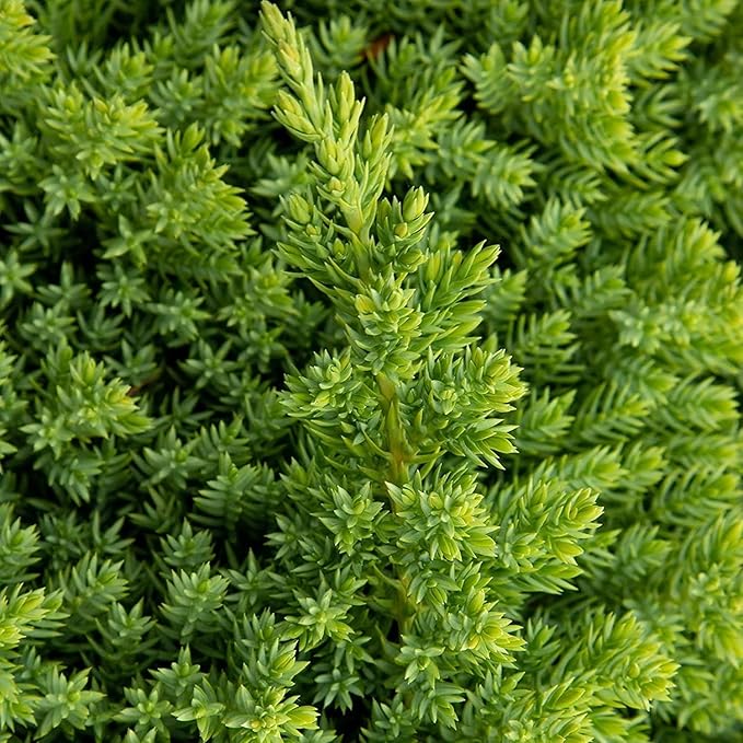 Dwarf Japanese Garden Juniper | 3 Live 4 Inch Pots | Juniperus Procumbens Nana | Drought Tolerant Evergreen Groundcover | Great Plants for Bonsai