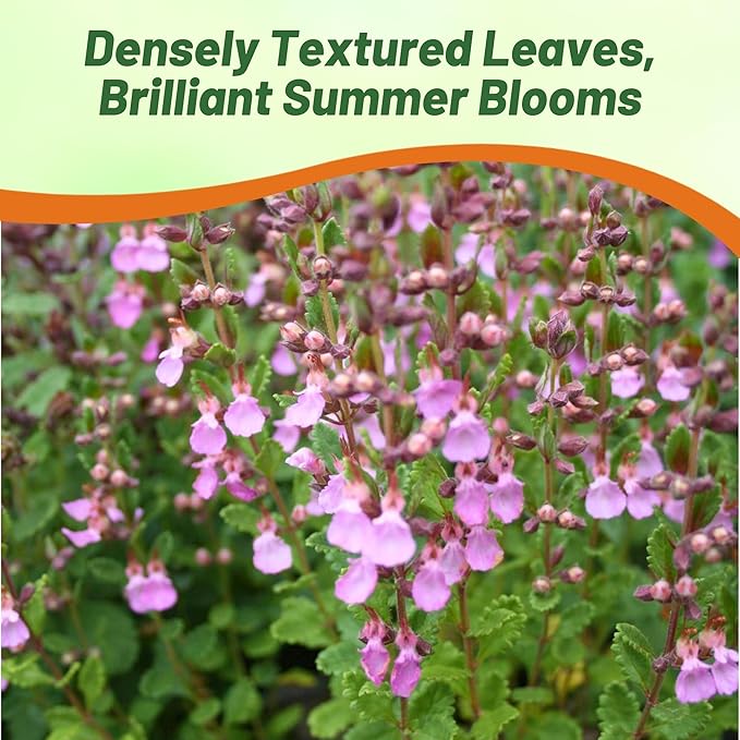 Outsidepride Germander Herb Seeds - 500 Pcs Perennial, 18-Inch Tall, Violet Blooms, Evergreen Ornamental Hedge for Herb Gardens, Attracts Bees & Butterflies, Minimal Watering Needs