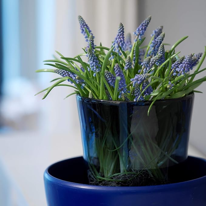 Easy to Grow Grape Hyacinth Muscari Armeniacum 30 Plant Bulbs - Blue Flowers in Spring, Sun Outdoor Zones 4-8