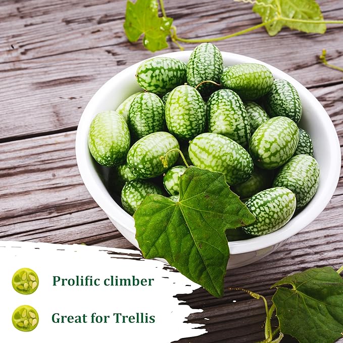 TKE Farms & Gardens - Cucamelon Seeds for Planting, 75 Heirloom Non GMO Seeds, Mexican Sour Gherkin Mouse Melon, Delicious Mini Fruits, Easy to Grow, Includes Instructions, Rare Garden Seeds, 1 Pack