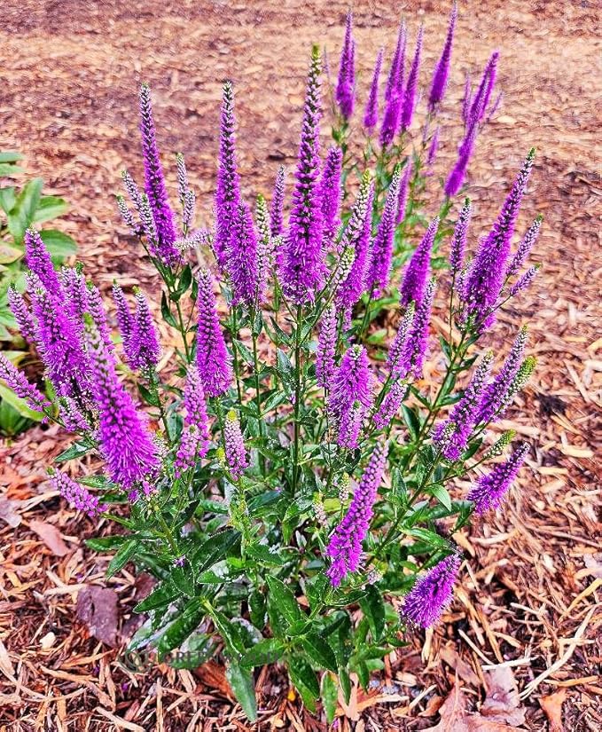 Greenwood Nursery: Live Perennial Plants - 'Very Van Gogh' Spiked Speedwell + Veronica Spicata - [Qty: 5X Pint Pots] - (Click for Other Available Plants/Quantities)