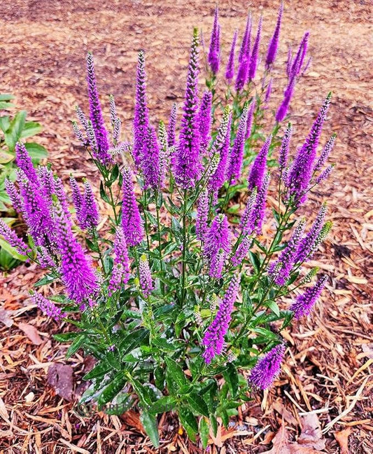 Greenwood Nursery: Live Perennial Plants - 'Very Van Gogh' Spiked Speedwell + Veronica Spicata - [Qty: 10x Pint Pots] - (Click for Other Available Plants/Quantities)