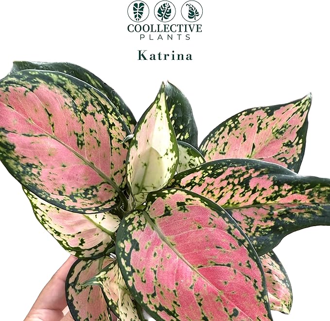 CoollectivePlants Aglaonema Katrina – Aglaonema Live Plant in 4” Growers Pot - Chinese Evergreen Plant Live, Green and Pink Variegated Foliage, Easy Low Light Houseplant