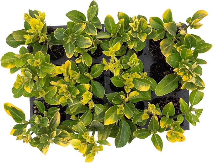 12 Golden Euonymus Shrubs | Live Plants in 2.5-inch Nursery Cubes | Japonica ‘Aureo-Marginatus’ Variety | Easy-Care Evergreen | Variegated Yellow-Green Foliage | Hedges & Shrubs for Home & Garden