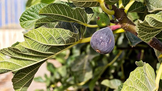 Brown Turkey Fig Plant (4 Pack) | Live Fruit Plant for Planting | Sweet & Juicy Figs for Fresh Eating & Drying | Cold-Hardy & High-Yielding Tree | Perfect for Organic Gardens & Sustainable Living