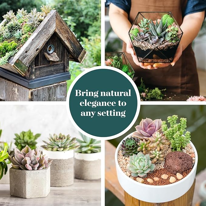 Shop Succulents Assorted Succulent Plant Pack Collection - Live Mini Succulent Plants, Low Maintenance, Mixture of Colors & Textures - Wedding and Party Favors, Gift & Garden, Pack of 20