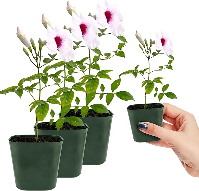 My Shelfie - Pink Bower Flower Vine, Pink Plant Vine for Trellises, Railings, Balconies, and More, 5-6 Inches Tall Live Plants in 2-Inch Pot, Outdoor Plant for USDA Zones 9-11 (3)
