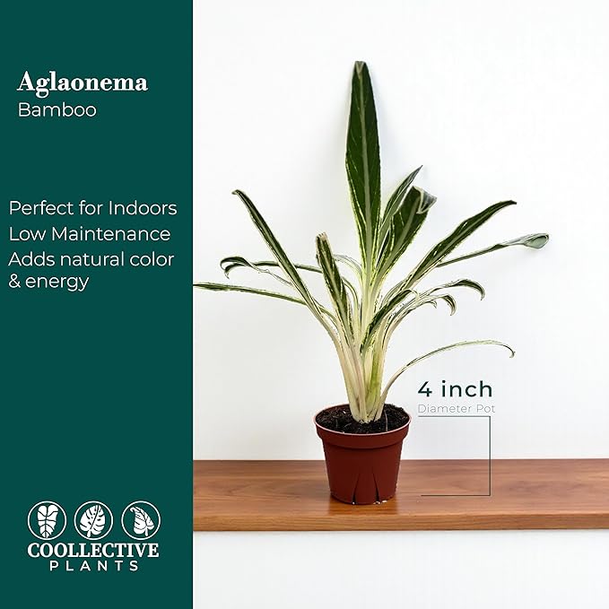 CoollectivePlants Aglaonema Bamboo – Live Indoor Plant in 4″ Grower’s Pot, Green & Silver Foliage, Easy Care Low Light Houseplant, Includes UniHeat Pack for Winter Protection