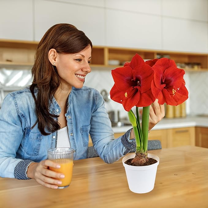 Amaryllis Flower Bulbs, 3 Bulbs, 1 Bulb Each Merry Christmas, Alfresco and Candy Floss Amaryllis, Easy to Grow Live Indoor Flower, Gift for Holidays, Housewarming, Office, and Room Decor