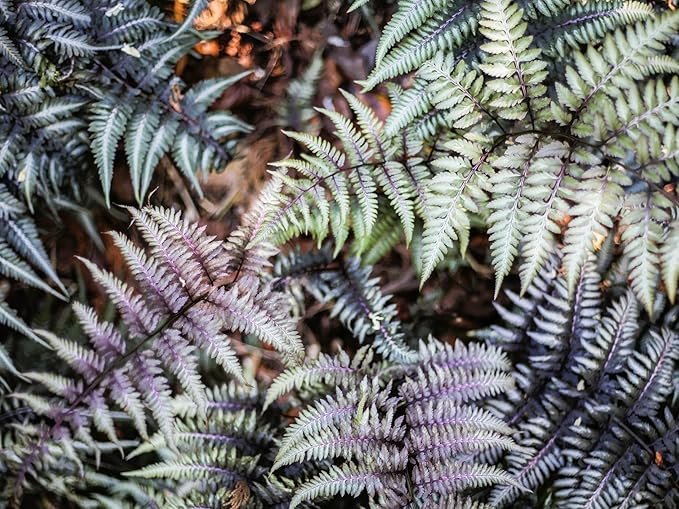 Greenwood Nursery: Live Perennial Plants - Japanese Painted Fern + Athyrium Niponicum - [Qty: 10x Pint Pots] - (Click for Other Available Plants/Quantities)