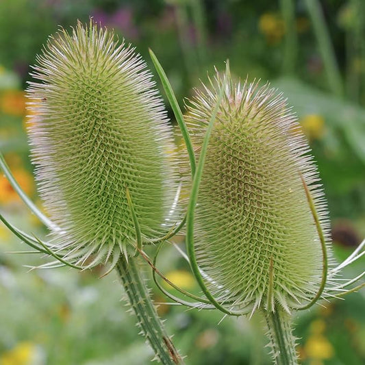 Outsidepride Teasel Seeds - 1000 Pcs. Biennal, Low Maintenance & Drought Tolerant, Flower Seeds for Planting Tall, Comb-Like Lilac Blooms for Cut Flower Arrangements & Pollinator Gardens