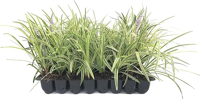 Variegated Liriope | 20 Live Plants | Liriope Muscari Variegata | Ornamental Ground Cover Plants | Evergreen Foliage