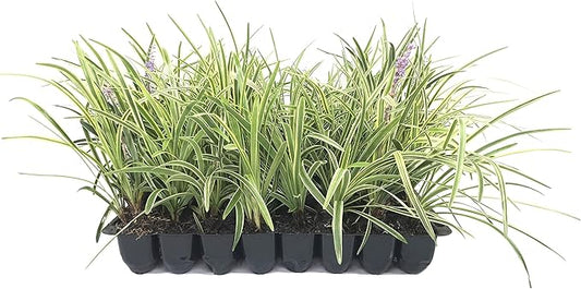 Variegated Liriope | 40 Live Plants | Liriope Muscari Variegata | Ornamental Ground Cover Plants | Evergreen Foliage