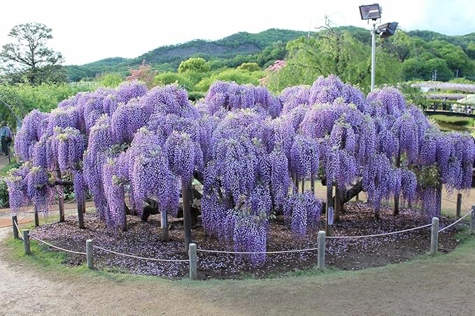 2 Blue Flowering Chinese Wisteria Vines - 6-12" Tall Live Plants - Wisteria Seedlings - Wisteria sinensis - (2 Pack)