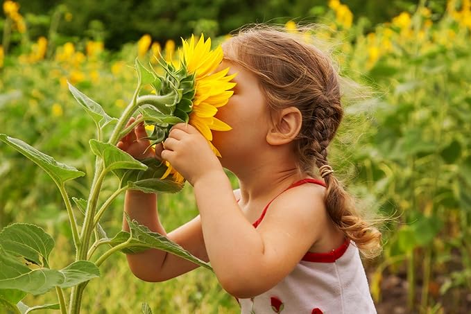 NatureZ Edge 5200+ Sunflower Seeds for Planting Bulk Variety Pack, Get More Sunflower Seeds to Plant, from Dwarf Sunflowers to Giant Sunflower Seeds, Includes Mammoth Sunflower Seeds, Non-GMO