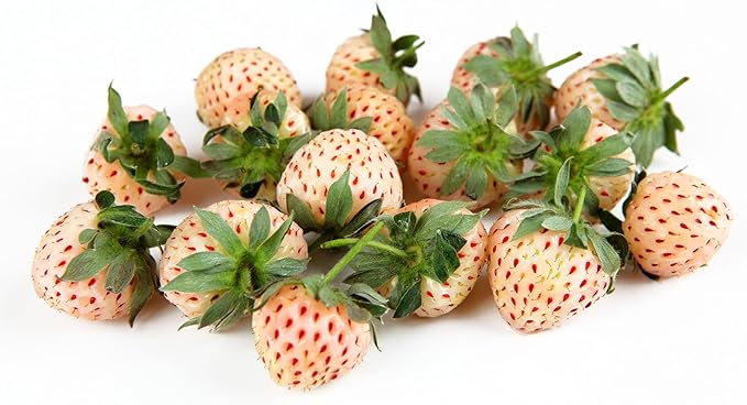 10 Pineberry Plants - Grow White Strawberries - Bare Root Plants, Easy to Grow