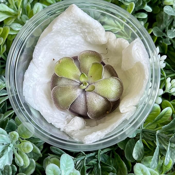 Live Pinguicula cyclosecta – Rare Violet-Toned Mexican Butterwort, Rosette-Forming Carnivorous Plant, Easy to Grow