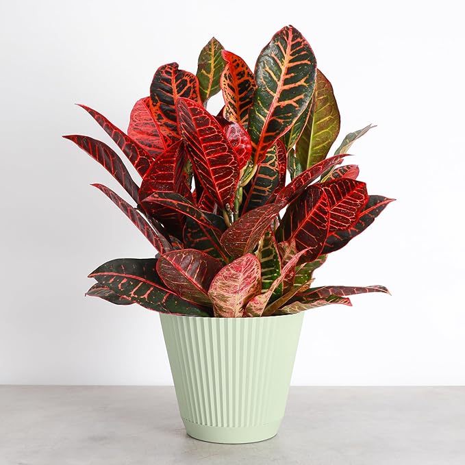 Thorsen's Greenhouse Live Petra Croton Plant, Codiaeum Variegatum, Colorful Foliage, Live Indoor Houselant (Sage, 6-inch Pot)