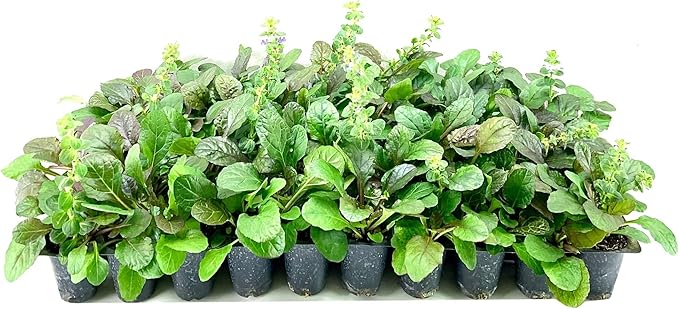 Ajuga Reptans Bronze Beauty | 3 Live Plants | Carpet Bugle | Cold Hardy Shade Tolerant Low Maintenance Groundcover