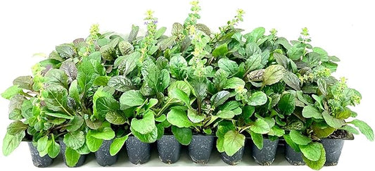 Ajuga Reptans Bronze Beauty | 3 Live Plants | Carpet Bugle | Cold Hardy Shade Tolerant Low Maintenance Groundcover