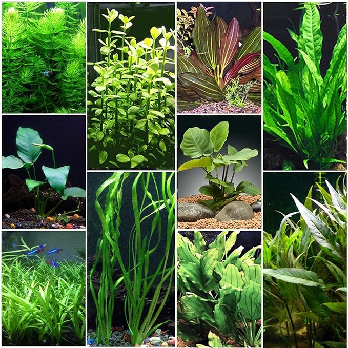Florida 10 Species Live Aquarium Plants Bundle