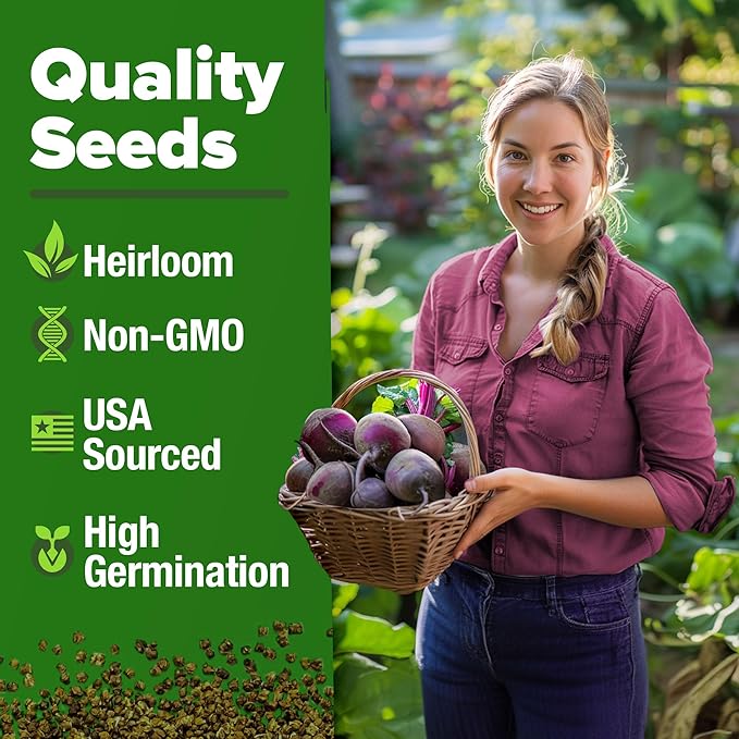 HOME GROWN Detroit Dark Red Beet Seeds Pack - 500 Heirloom Vegetable Seeds for Planting - Red Beet for Home Garden – High Germination(Beta vulgaris)