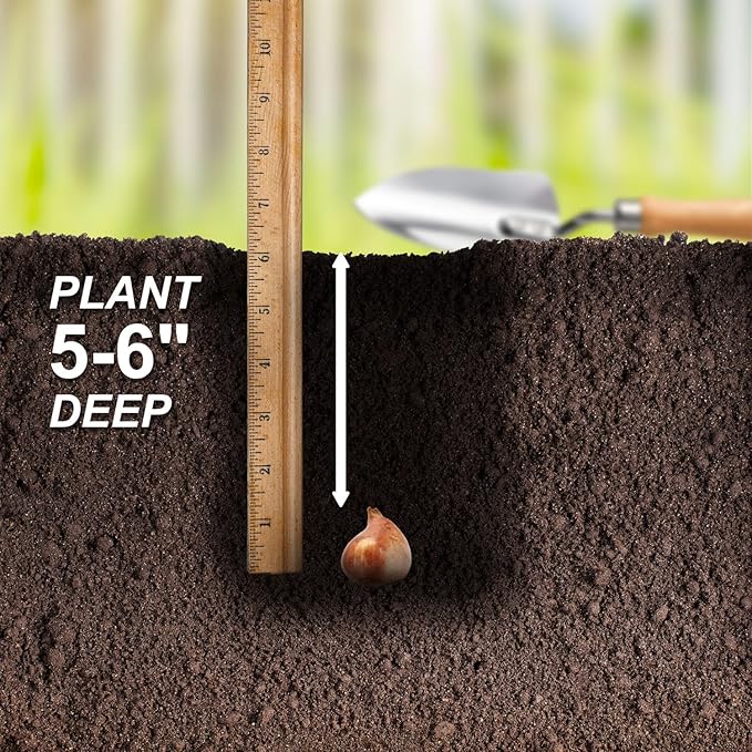 Garden State Bulb Darwin Hybrid Apeldoorn's Elite Tulip Flower Bulbs, 12/+ cm, Fall Planting (Bag of 25)